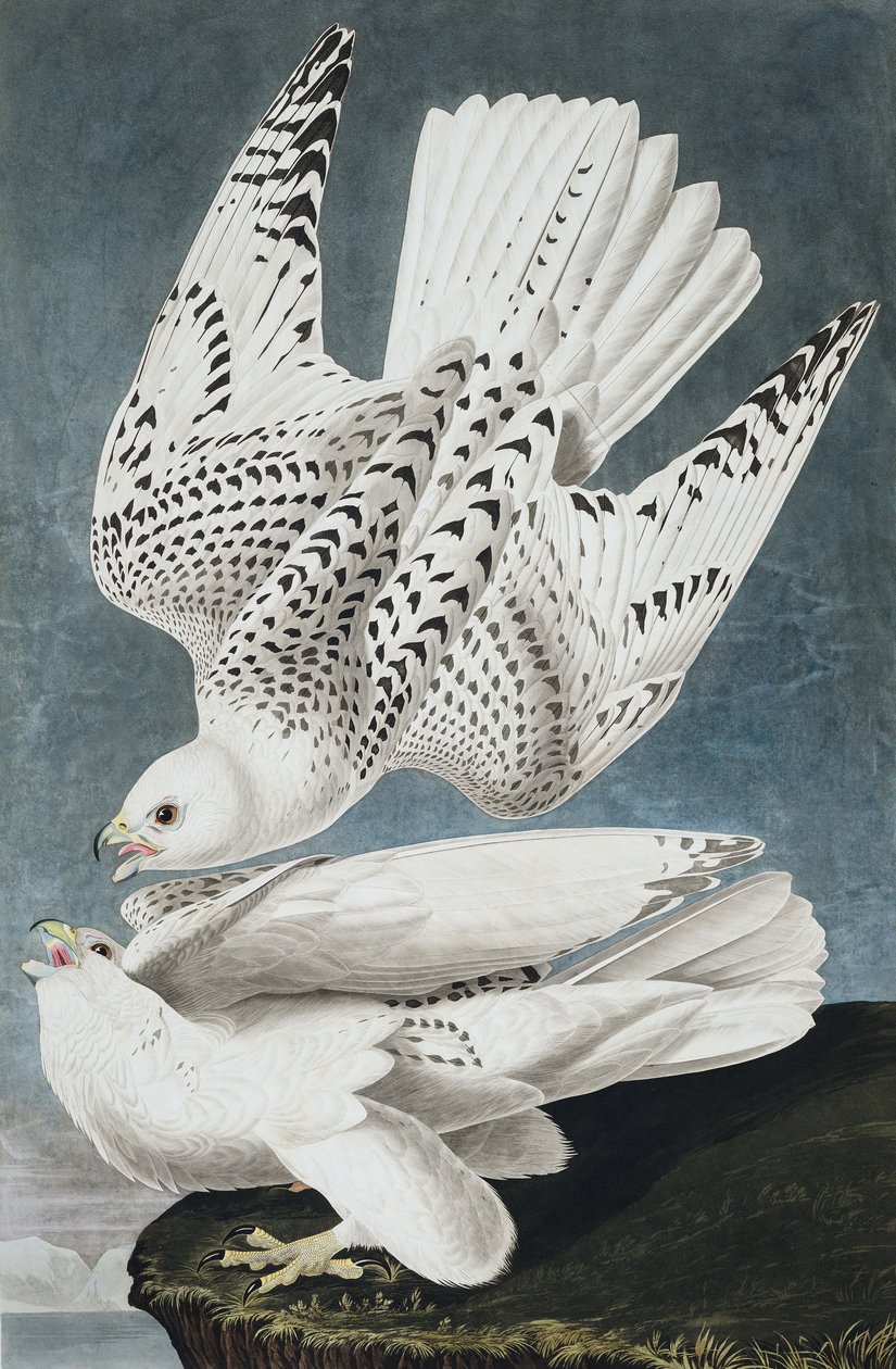 Jer or Iceland Falcon, Falco Islandicus, from The Birds of America by John J. Audubon, pub. 1827-38 by John James Audubon