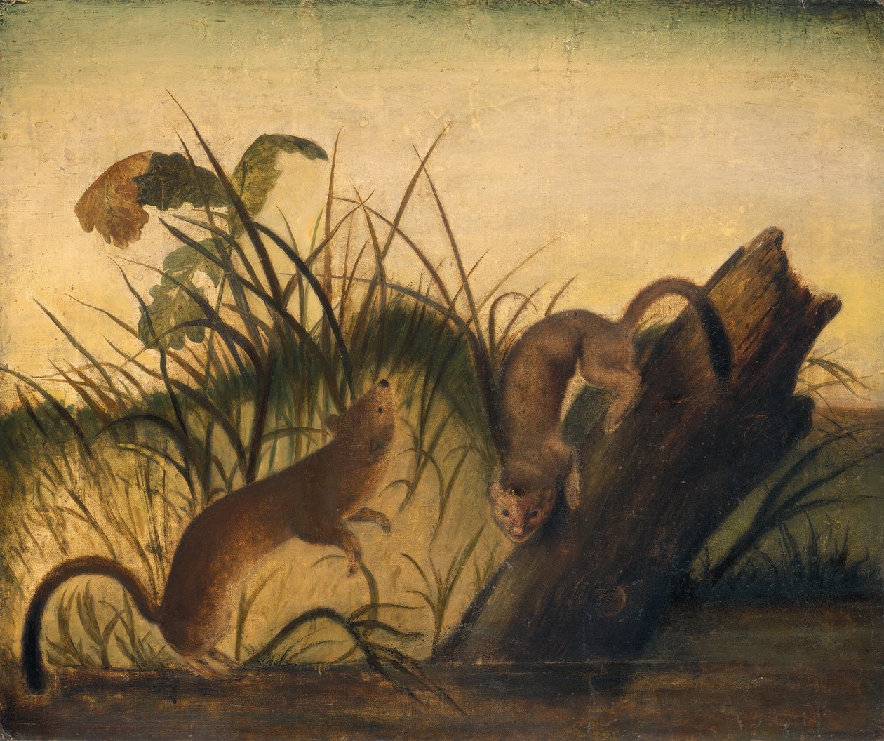 Long-Tailed Weasel by John James Audubon