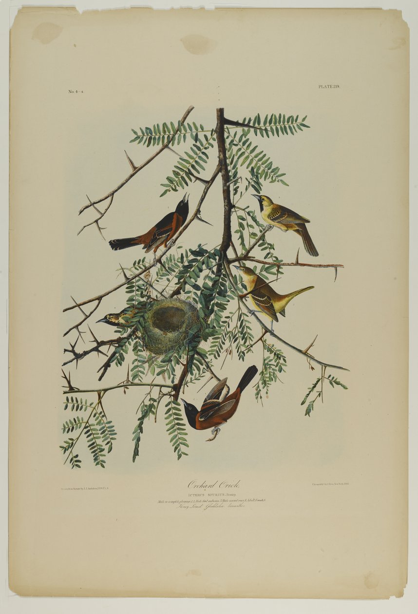 Orchard Oriole by John James Audubon