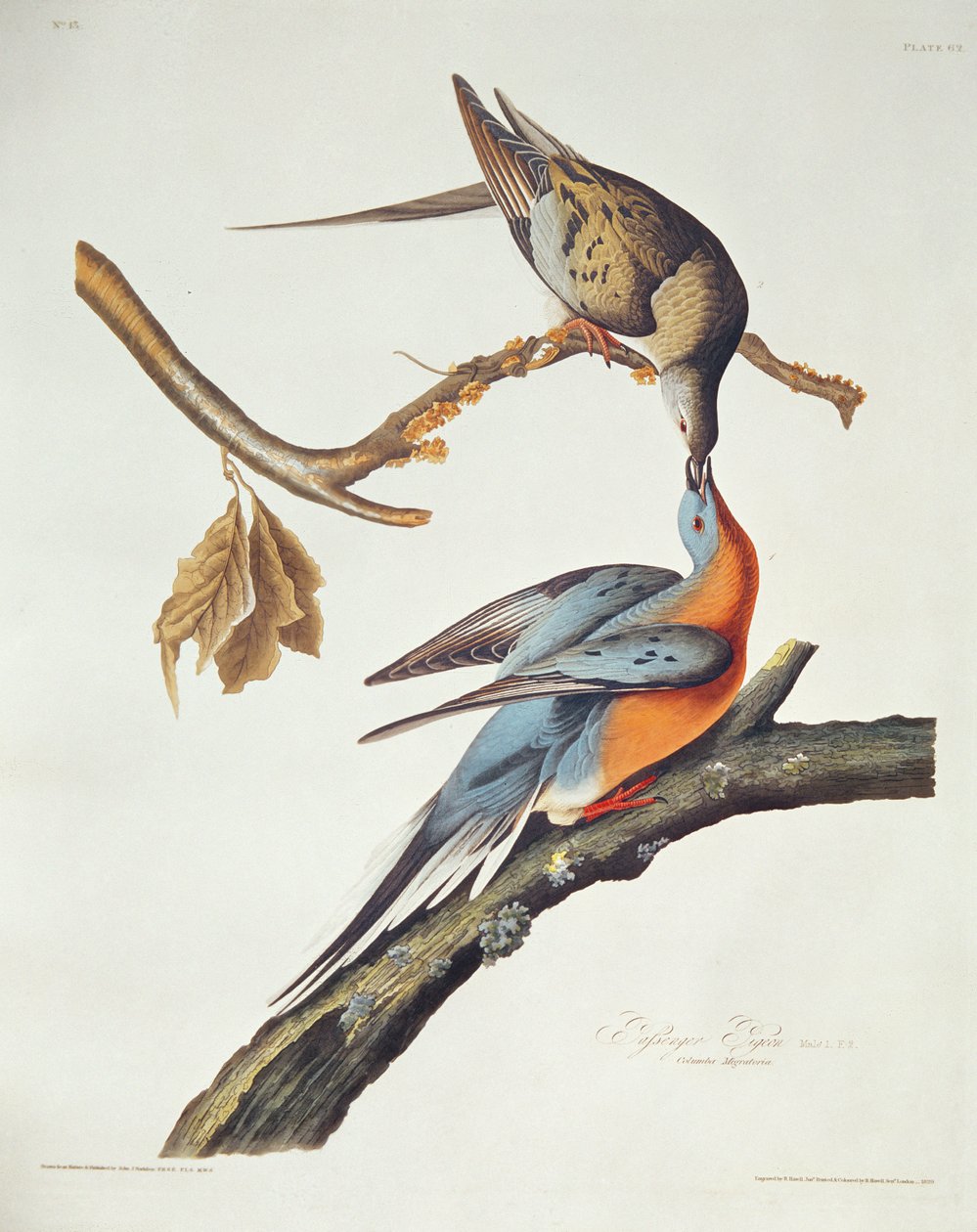 Passenger Pigeon, from 