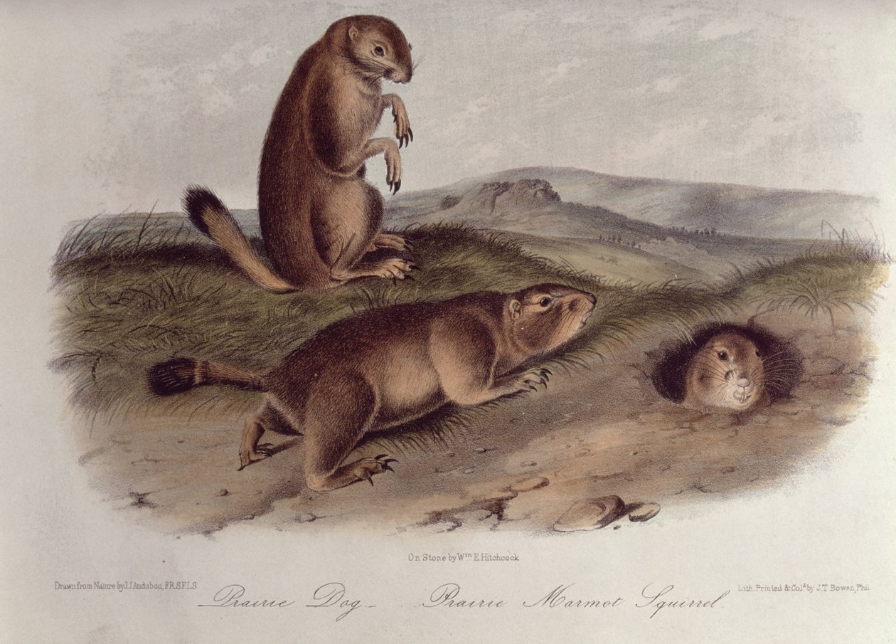 Prairie Dog from 