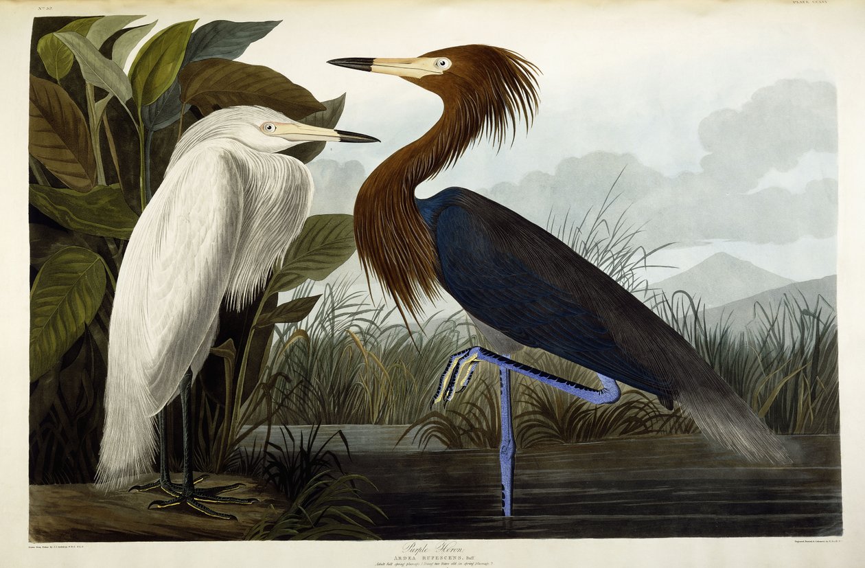 Purple Heron, c.1835 by John James Audubon