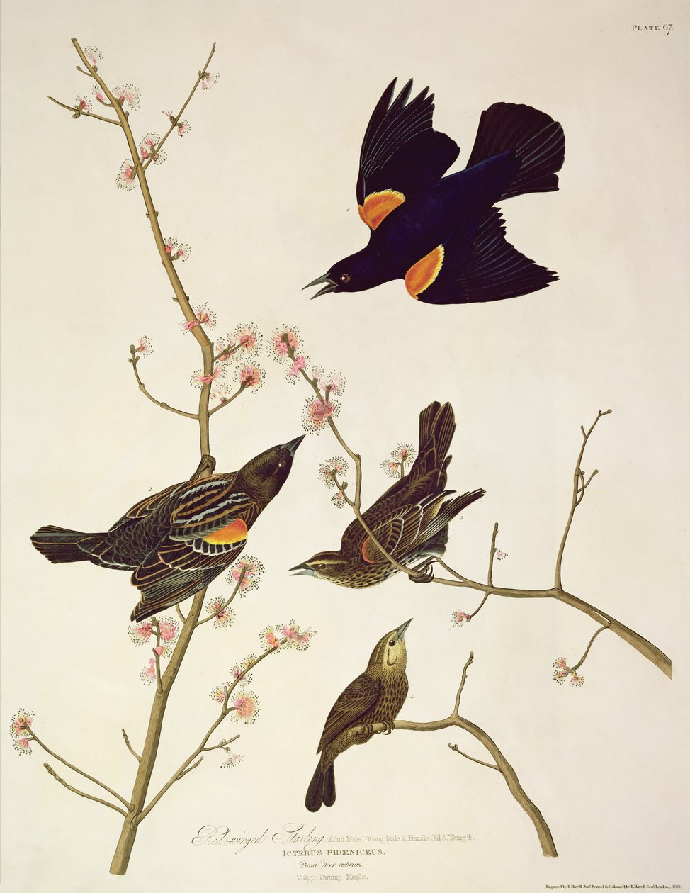 Red-winged Starling, from 