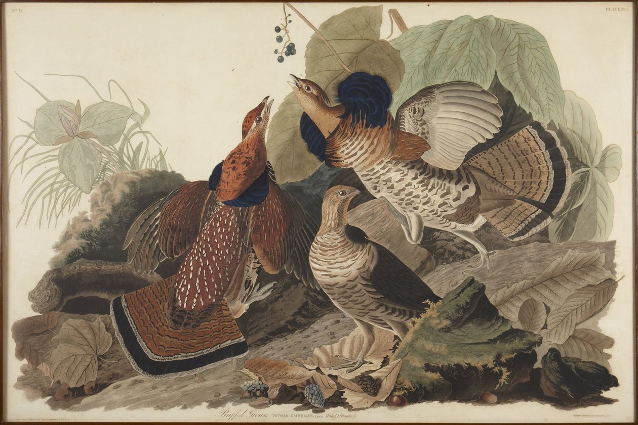 Ruffled Grouse by John James Audubon