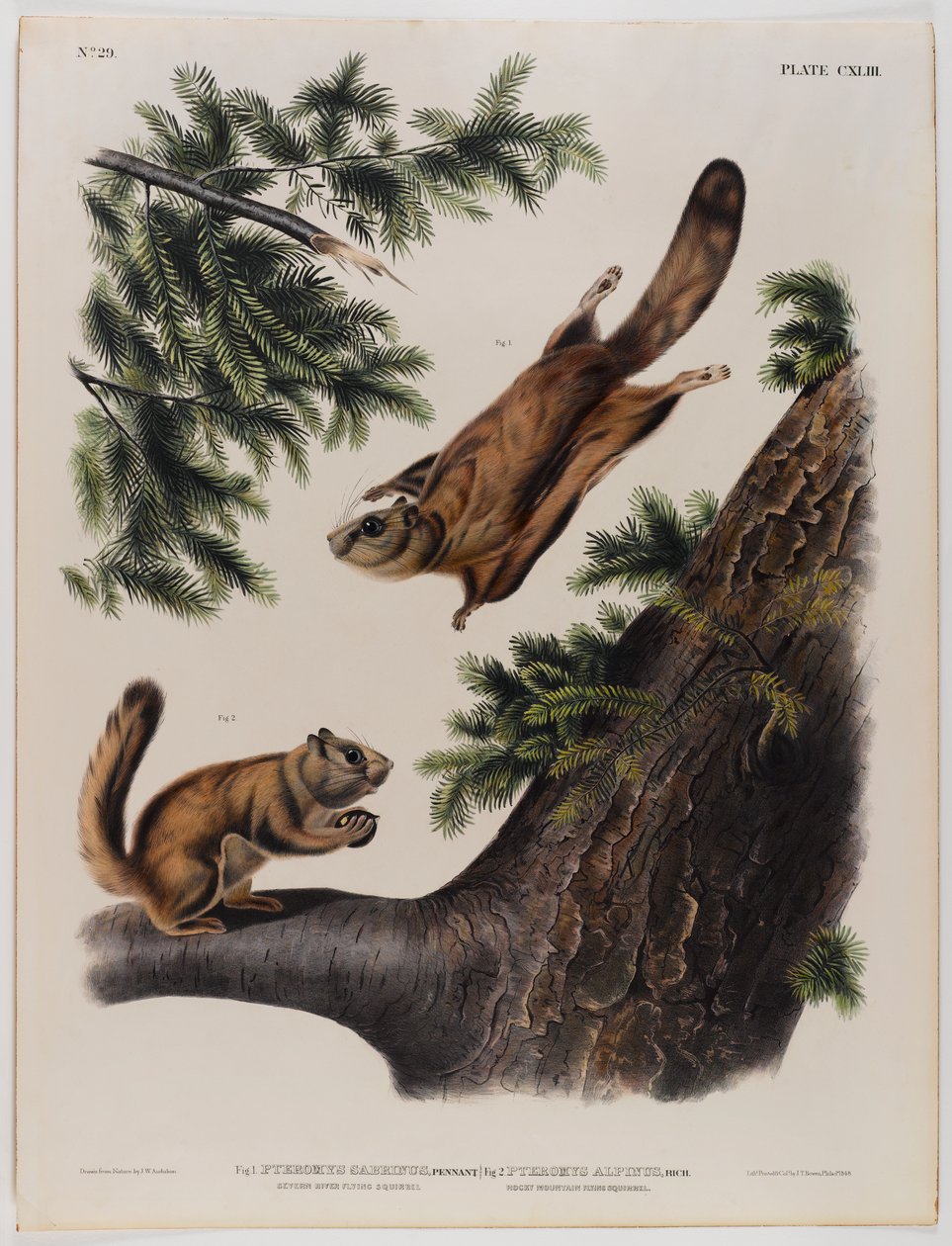 Severn River flying squirrel (left) and Rocky Mountain flying squirrel (right) by John James Audubon