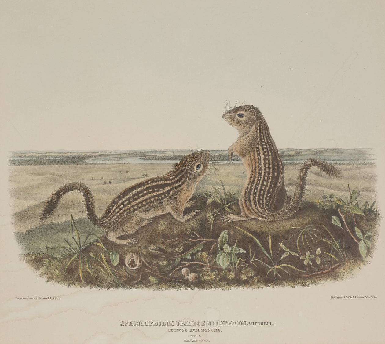 Spermophilus Tridecemlineatus (Two Leopard Squirrels) by John James Audubon