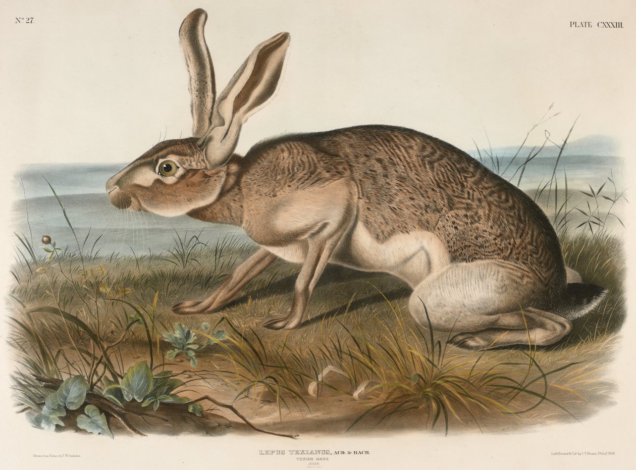 Texian Hare by John James Audubon