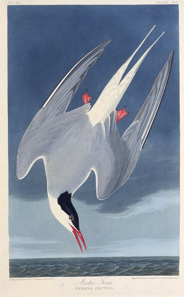 The Arctic tern (from The Birds of America, 1827-1838) by John James Audubon