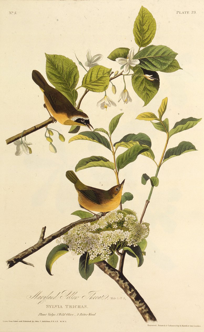 The Maryland Yellowthroat (From The Birds of America) by John James Audubon