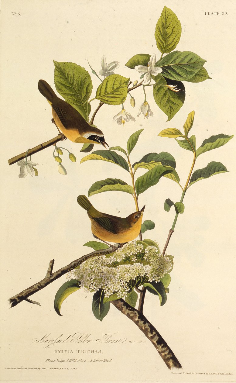 The Maryland Yellowthroat. From The Birds of America by John James Audubon