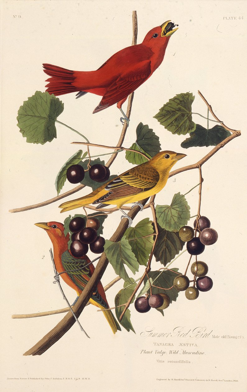 The Summer Red Bird. From The Birds of America, 1827-1838 by John James Audubon