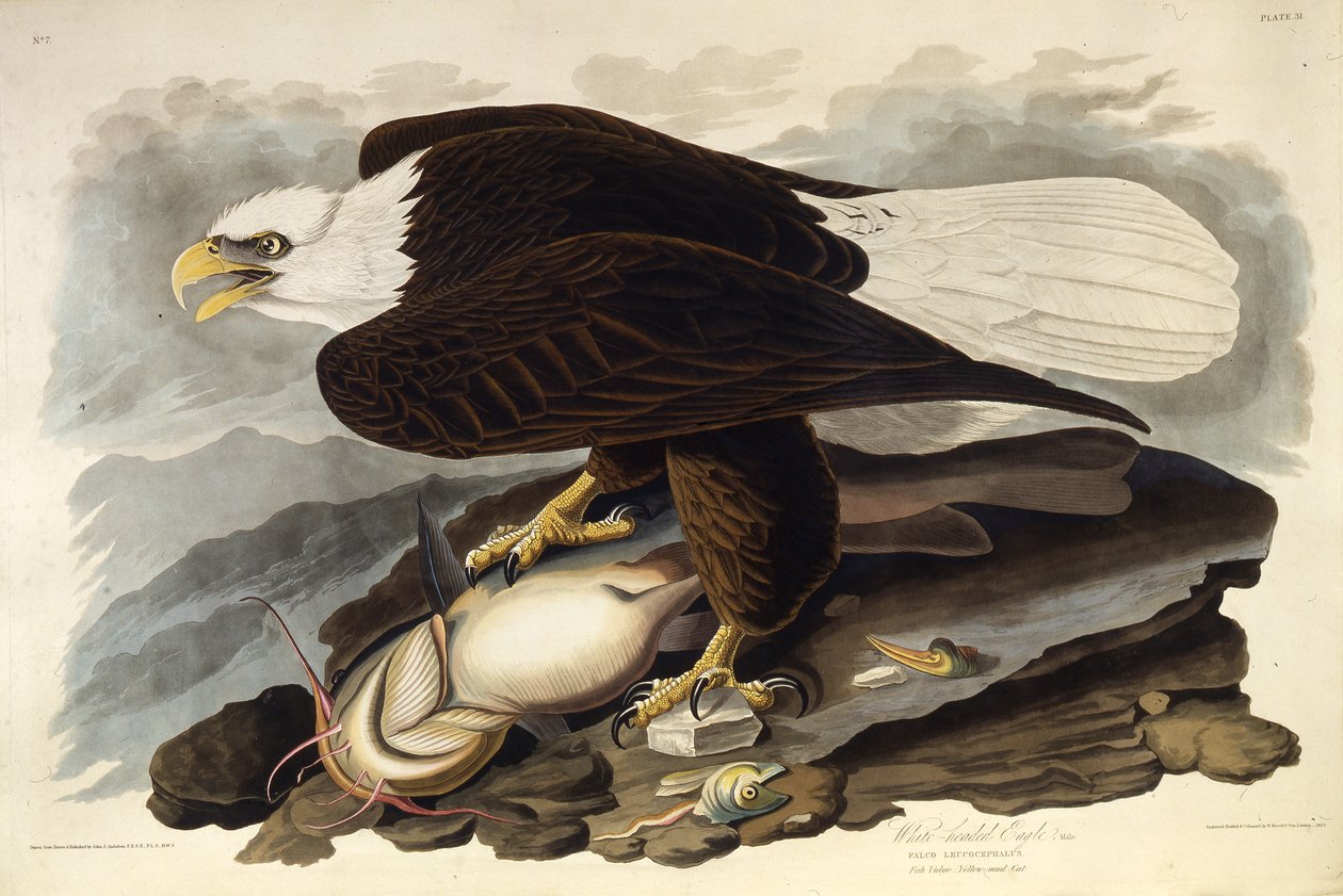 The Bald Eagle. From The Birds of America by John James Audubon