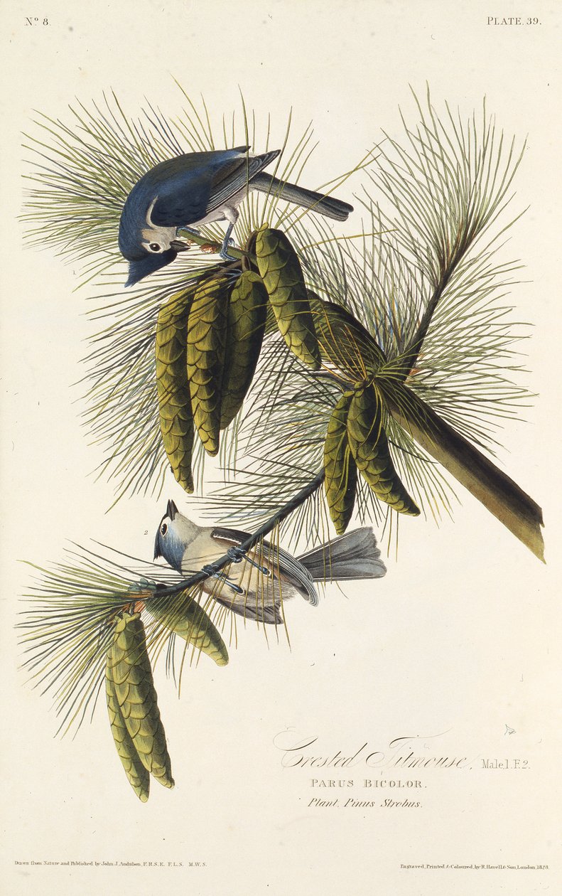 The black-crested titmouse. From The Birds of America, 1827-1838 by John James Audubon