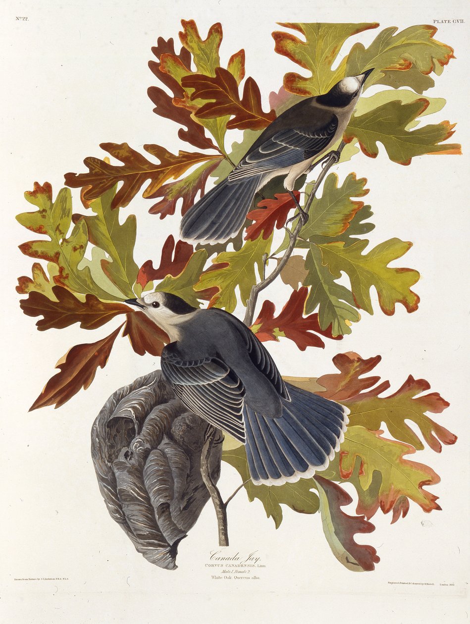 The grey jay. From The Birds of America by John James Audubon