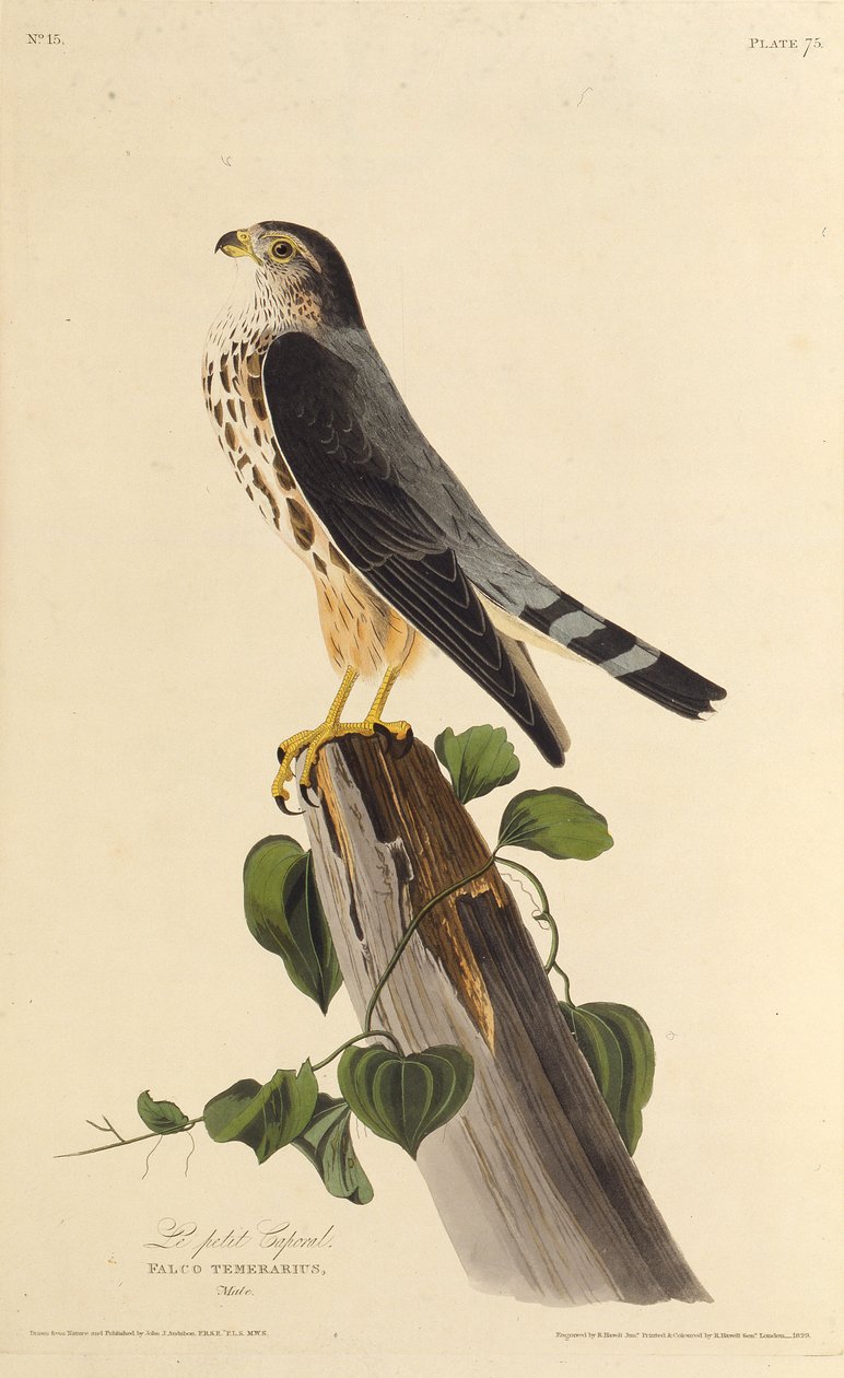 The merlin. From The Birds of America by John James Audubon