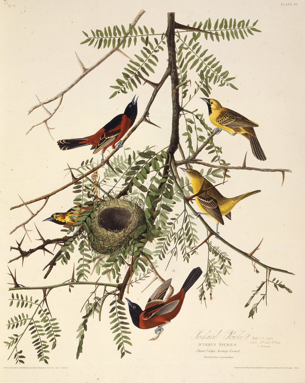 The Orchard Oriole. From The Birds of America by John James Audubon