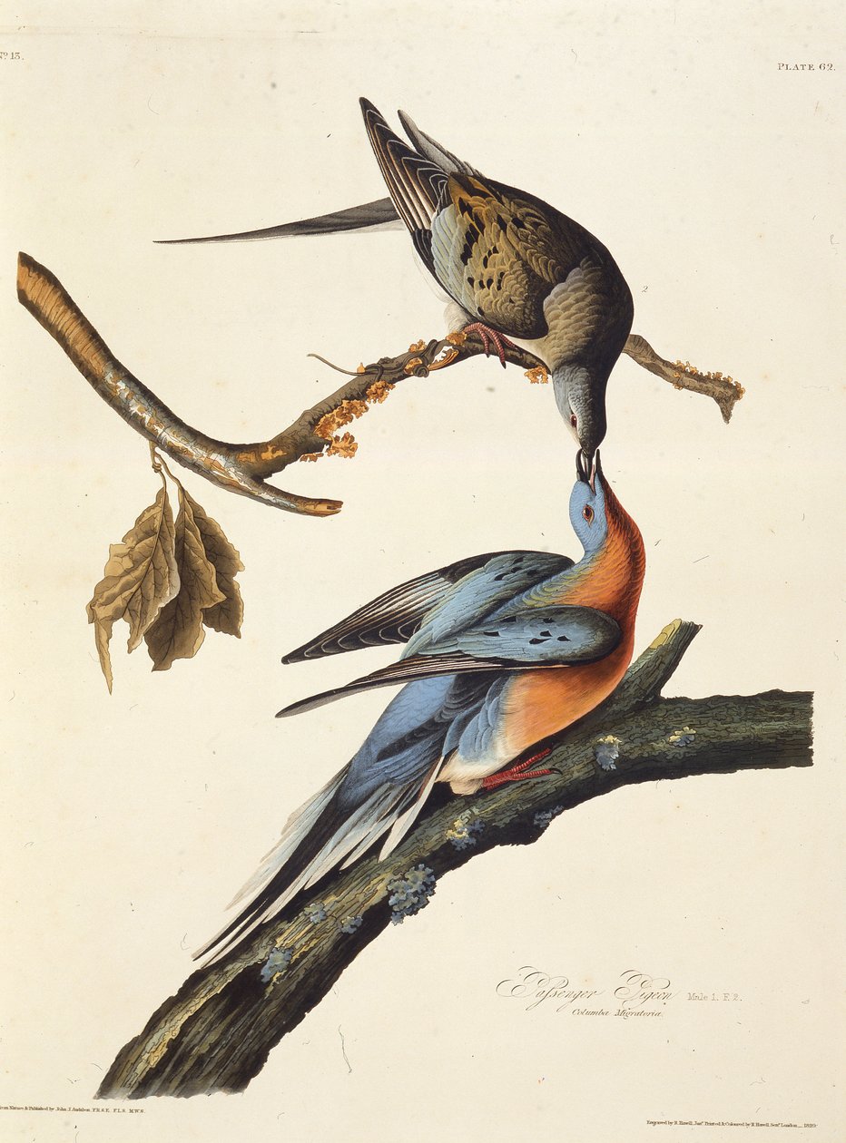 The Passenger Pigeon. From The Birds of America by John James Audubon