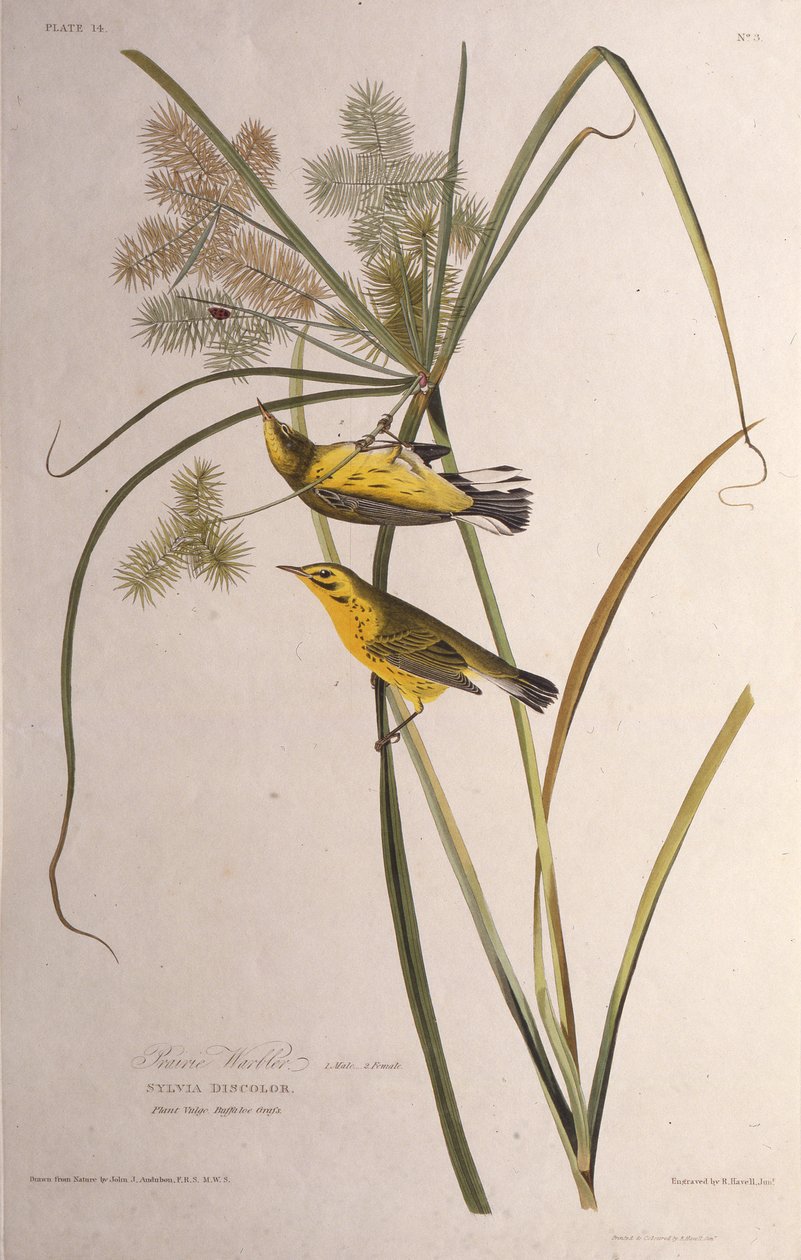 The Prairie Warbler. From The Birds of America by John James Audubon