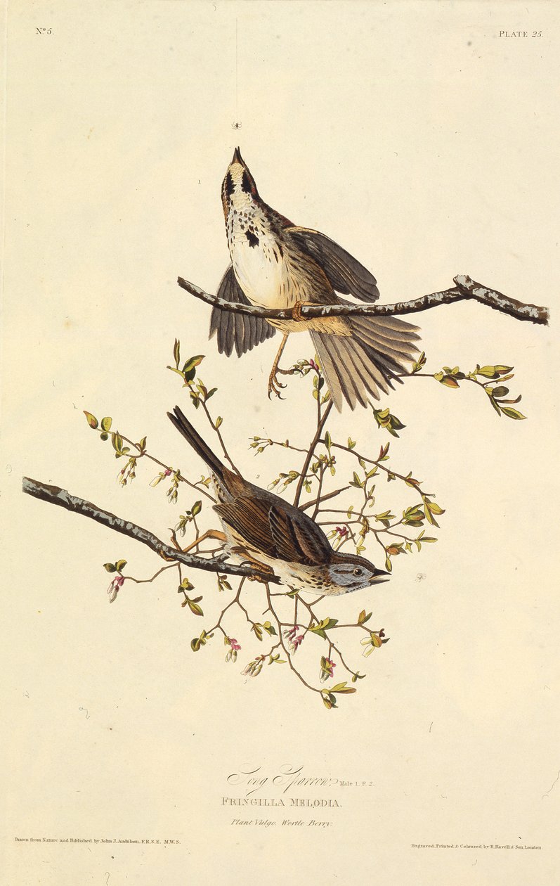 The Song Sparrow (From The Birds of America) by John James Audubon