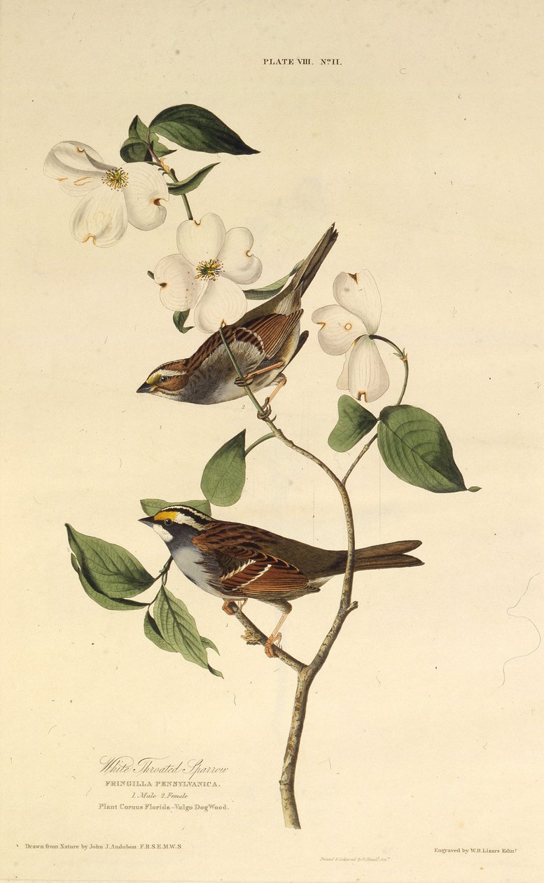 The White-Throated Sparrow (From The Birds of America) by John James Audubon