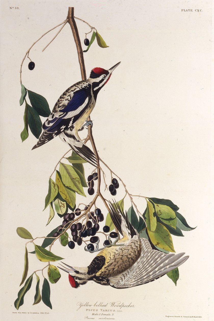 The Yellow-Bellied Sapsucker. From The Birds of America by John James Audubon