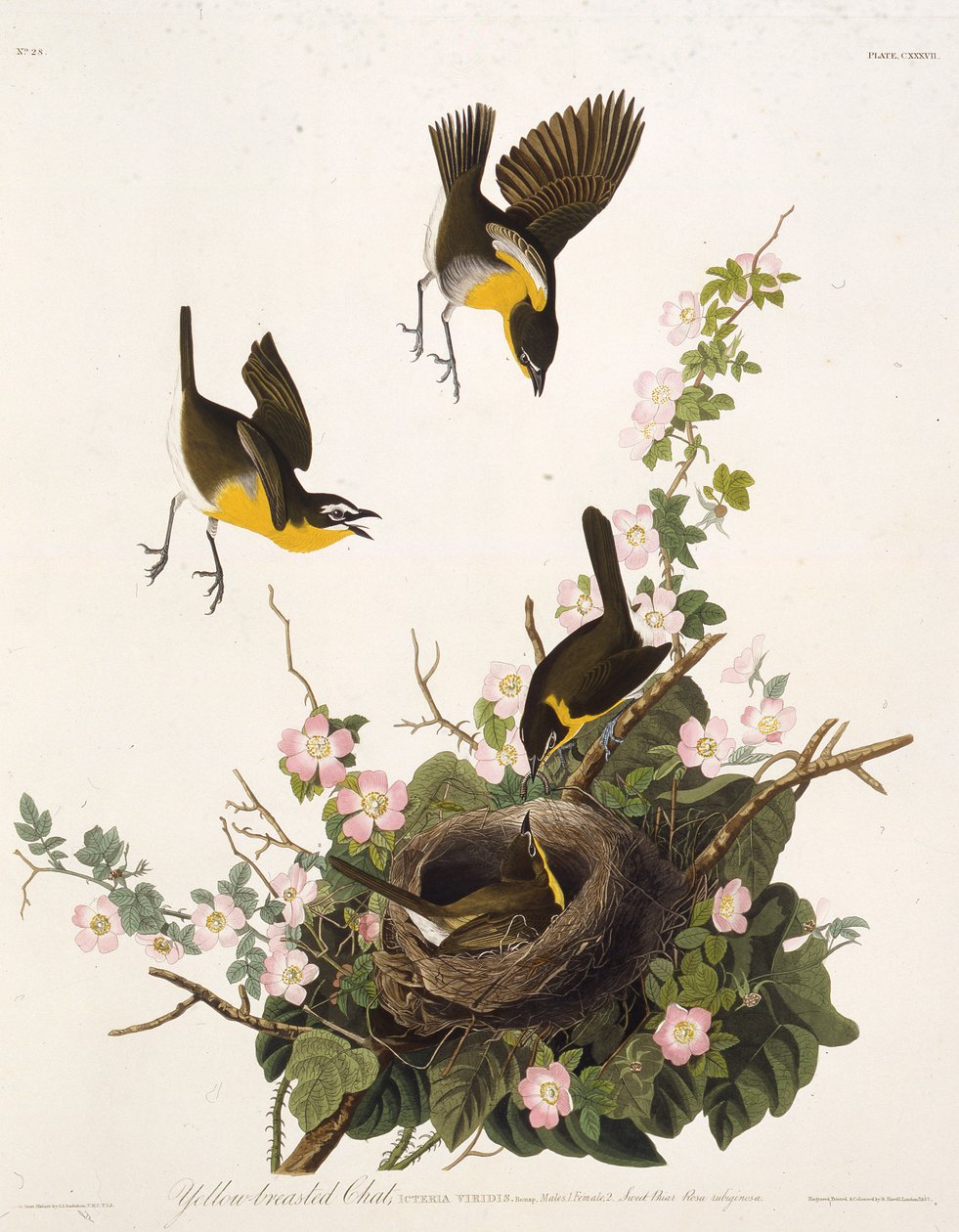 The Yellow-Breasted Chat (from The Birds of America) by John James Audubon