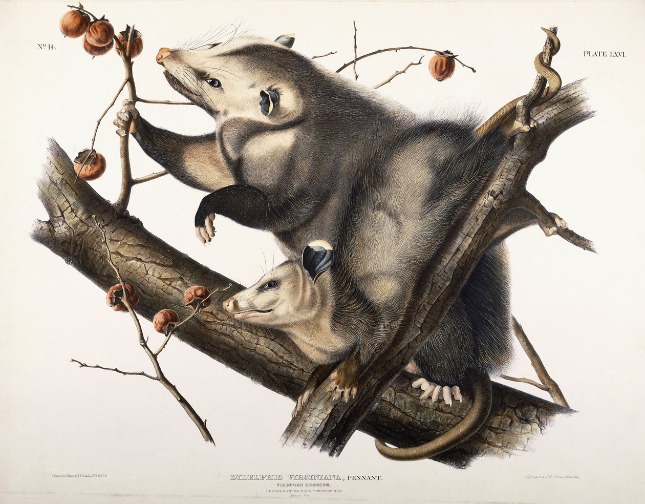 Virginian Opossum by John James Audubon