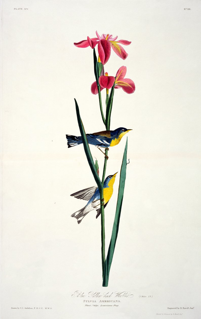 Blue Yellow-back Warbler, from Birds of America, engraved by Robert Havell by John James after Audubon