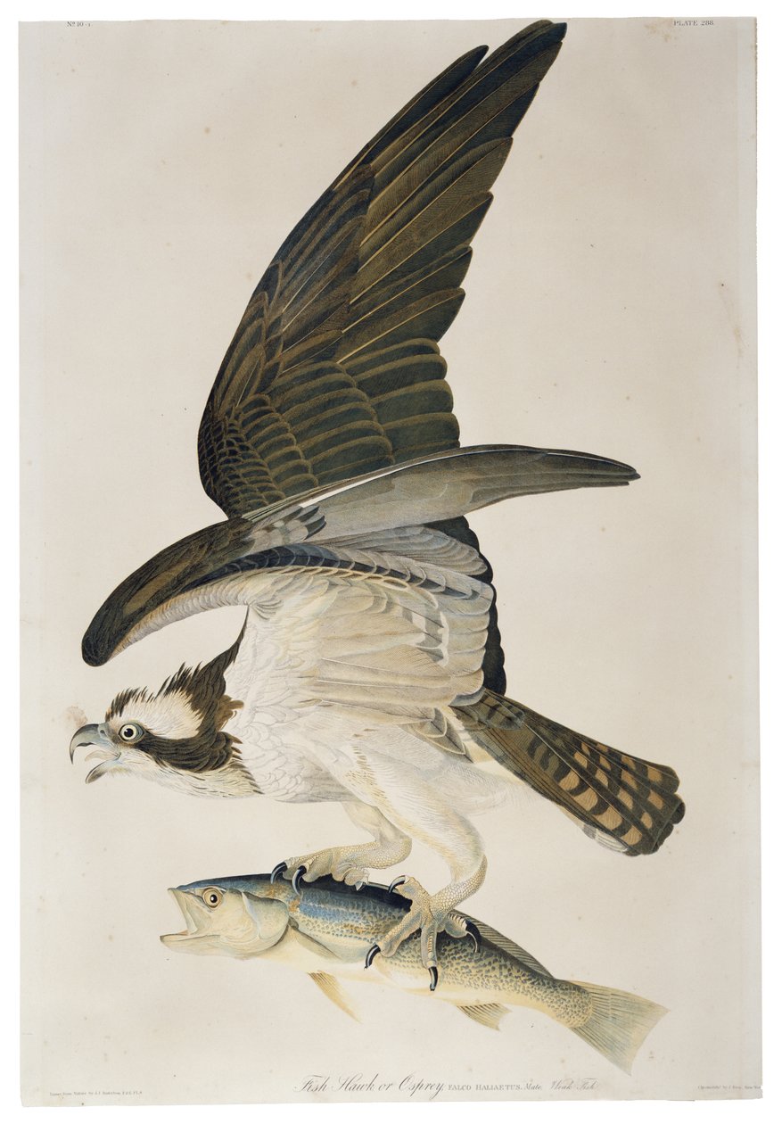 Fish Hawk or Osprey, lithograph by Julius Bien, 1860 by John James after Audubon