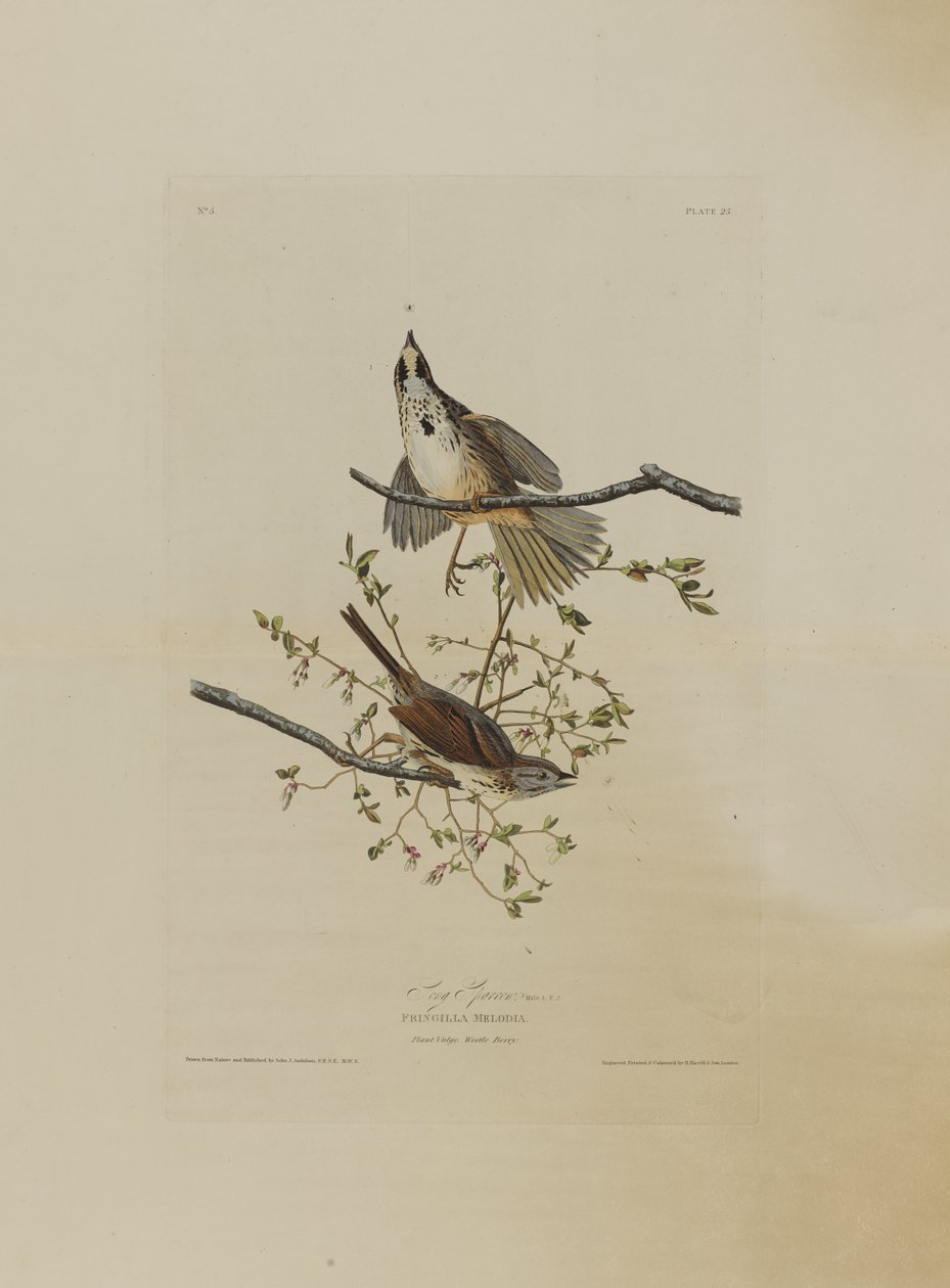 Song Sparrow, from Birds of America, engraved by Robert Havell by John James after Audubon