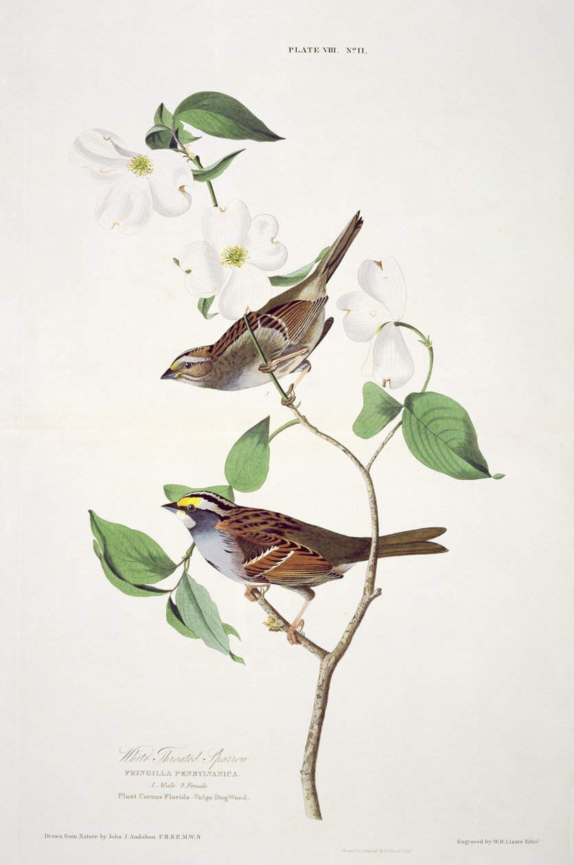 White Throated Sparrow, from Birds of America, engraved by Robert Havell by John James after Audubon