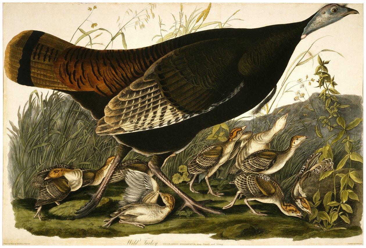 Wild Turkey by John James after Audubon