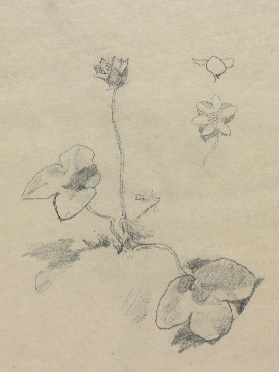 Anemone by John La Farge