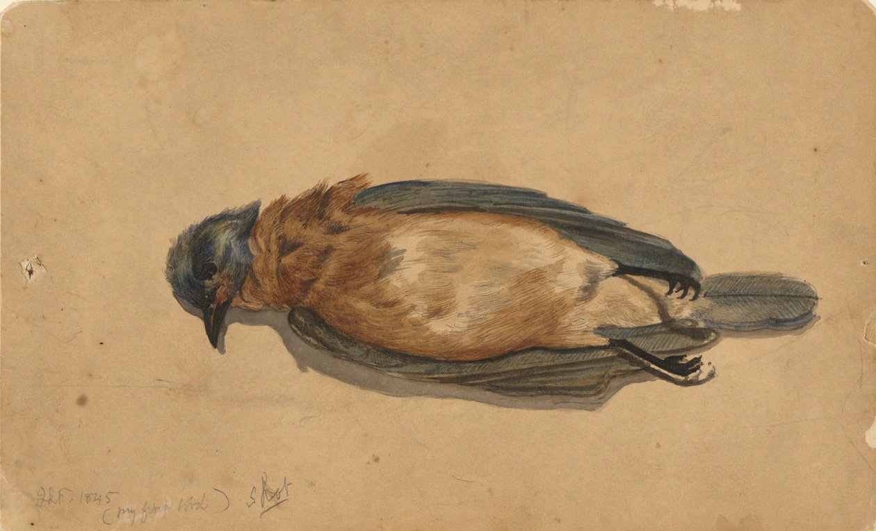 How To Draw A Dead Bird Easy
