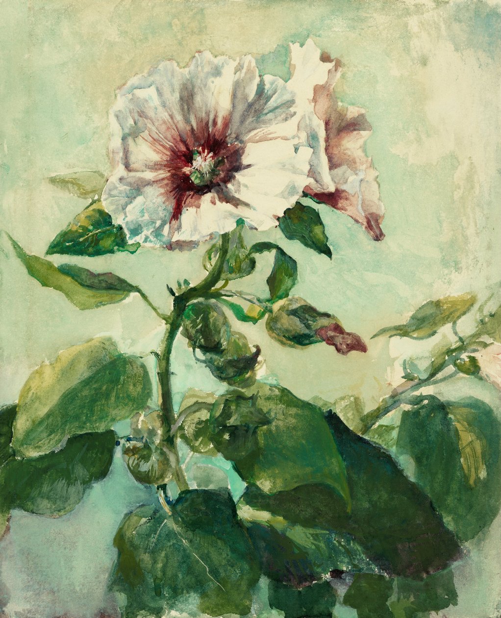 Study of Pink Hollyhocks in Sunlight, from Nature by John La Farge