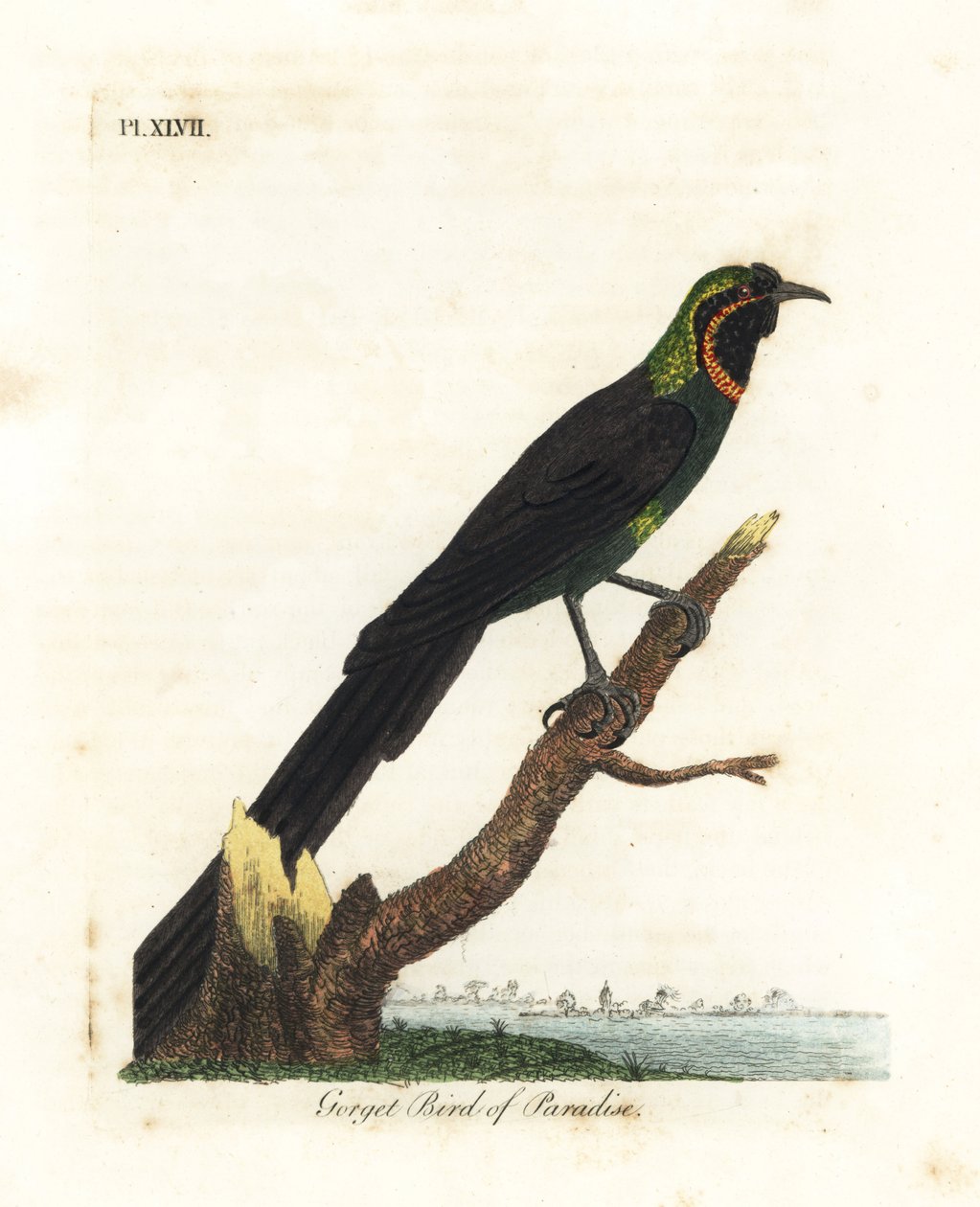 Arfak astrapia, Astrapia nigra (Gorget paradise bird, Paradisea gularis) by John Latham