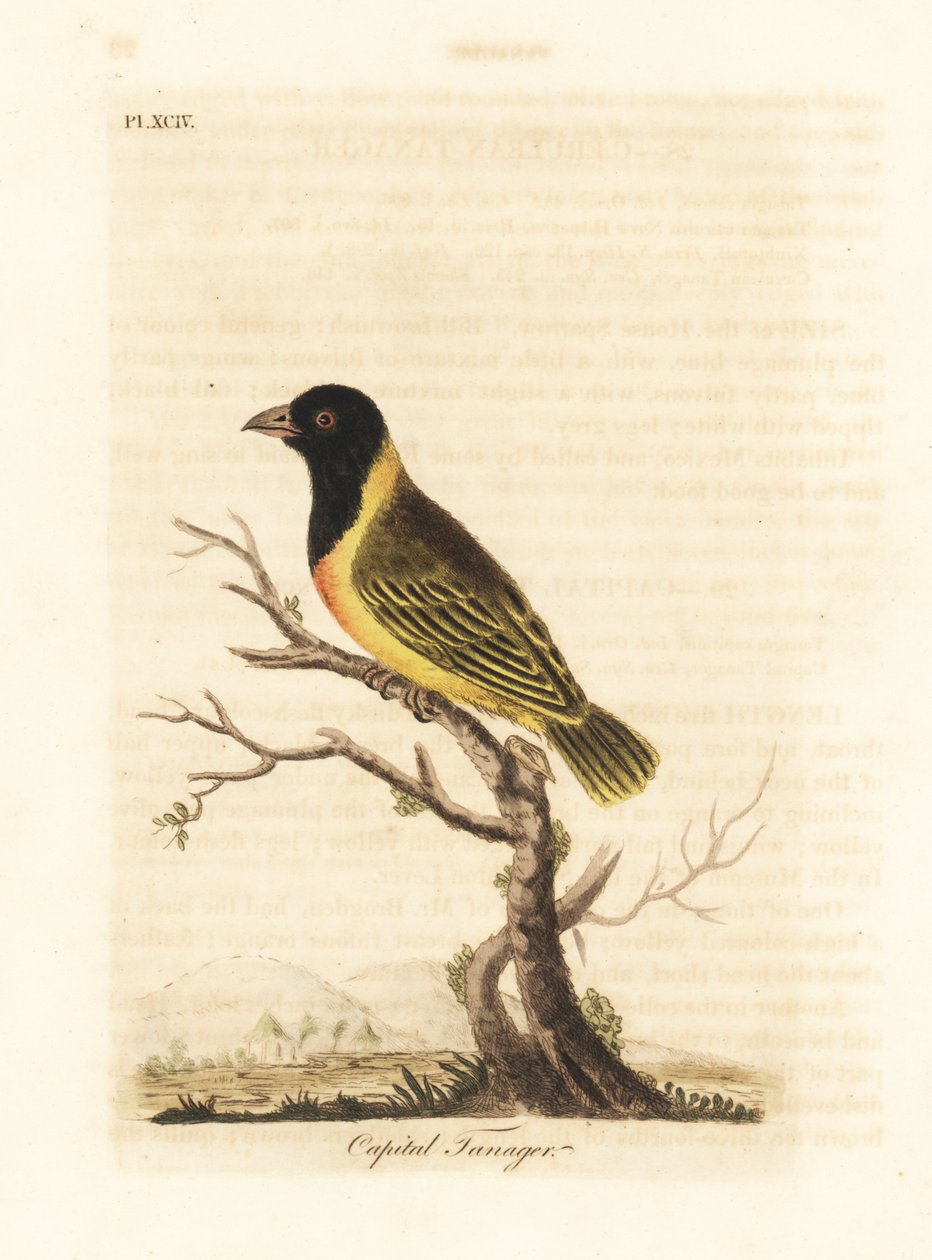 Black-headed yellow-collared weaver, Ploceus melanocephalus capitalis (Capital tanager, Tanagra capitalis). Handcoloured copperplate drawn and engraved by John Latham from his own A General History of Birds, Winchester by John Latham