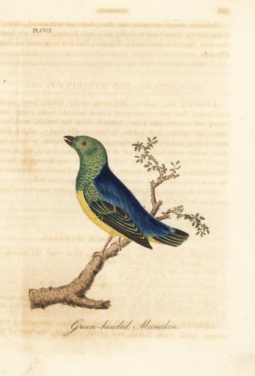Blue-naped chlorophonia, Chlorophonia cyanea (Green-headed manakin, native to South America). Handcoloured copperplate drawn and engraved by John Latham from his own A General History of Birds, Winchester by John Latham