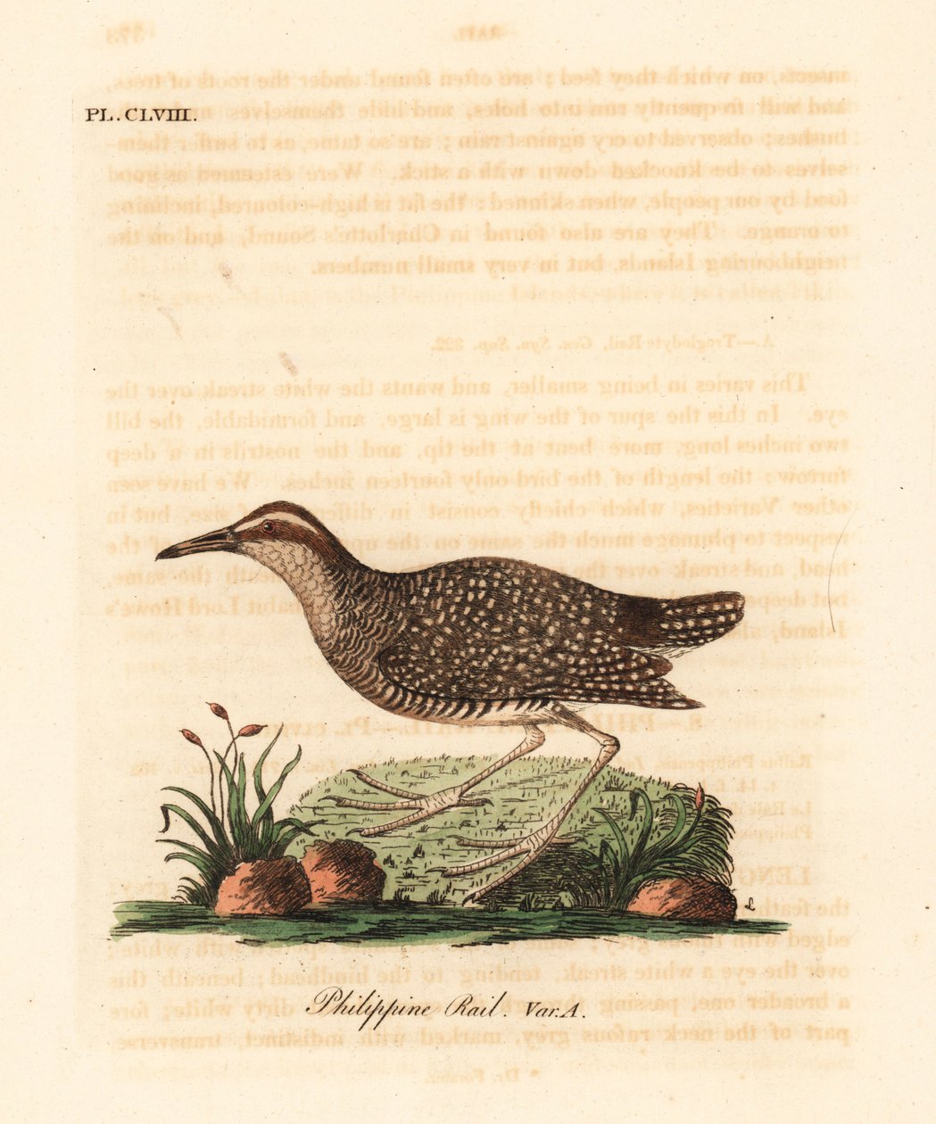 Buff-banded rail, Gallirallus philippensis. Handcoloured copperplate drawn and engraved by John Latham from his own A General History of Birds, Winchester by John Latham