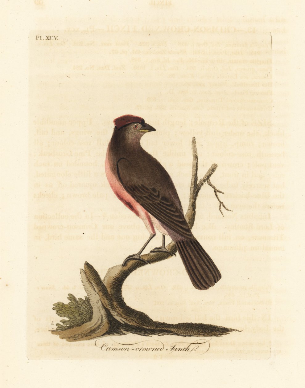 Common Redpoll, Carduelis flammea (Crimson-crowned Finch, Fringilla flammea). Handcoloured Copperplate Drawn and Engraved by John Latham from His Own A General History of Birds, Winchester by John Latham