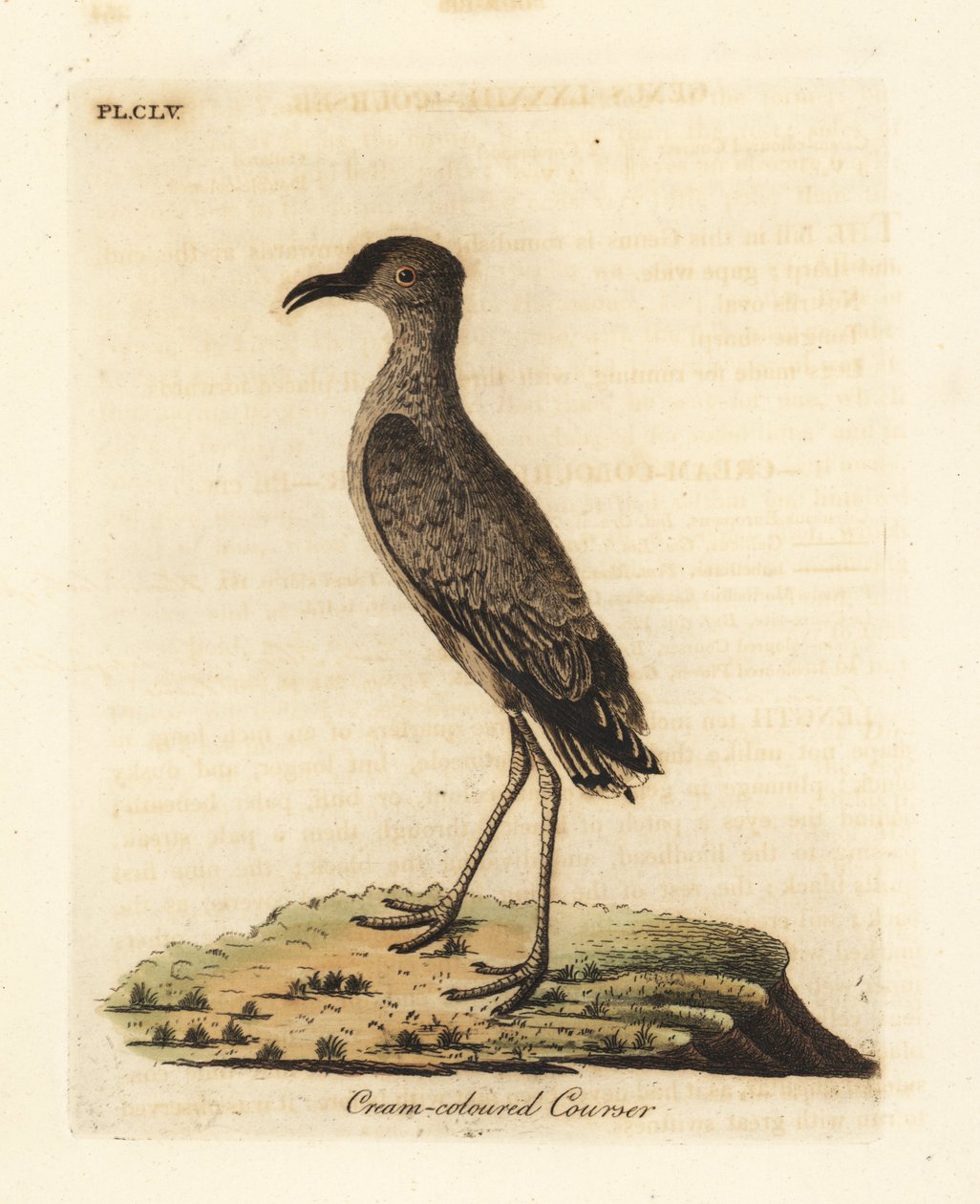 Cream-coloured courser, Cursorius cursor (Cursorius europaeus). Handcoloured copperplate drawn and engraved by John Latham from his own A General History of Birds, Winchester by John Latham