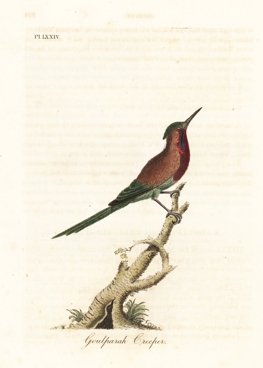 Crimson Sunbird, Aethopyga siparaja seheriae (Goulpourah Creeper). Handcoloured Copperplate Drawn and Engraved by John Latham from His Own A General History of Birds, Winchester by John Latham