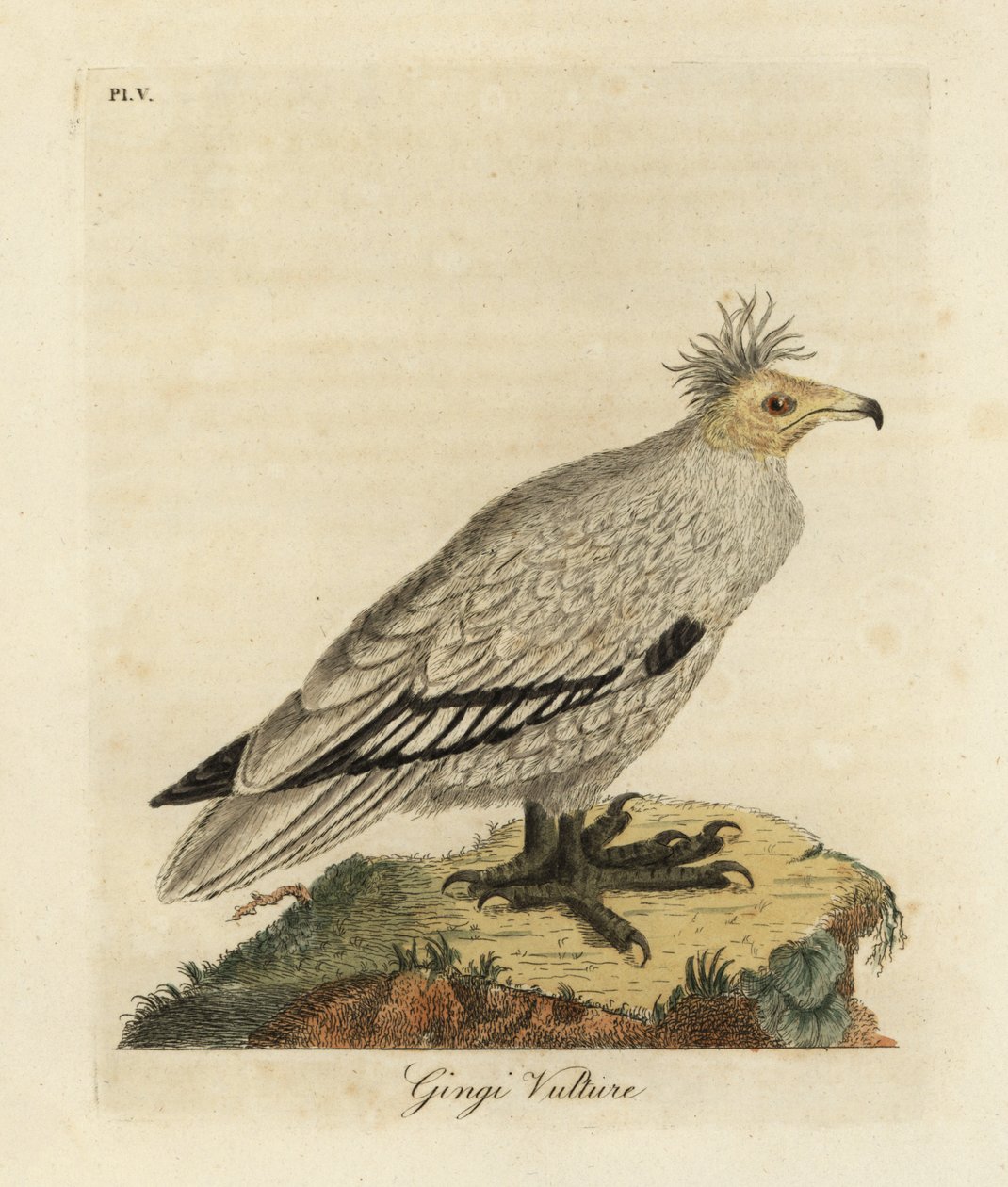 Egyptian Vulture by John Latham