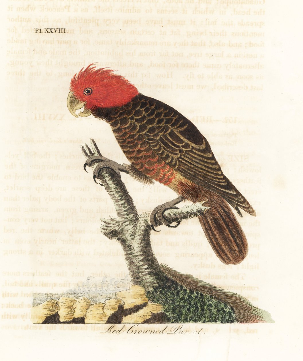 Gang-gang Cockatoo, Callocephalon fimbriatum. Handcoloured Copperplate Drawn and Engraved by John Latham from His Own A General History of Birds, Winchester by John Latham