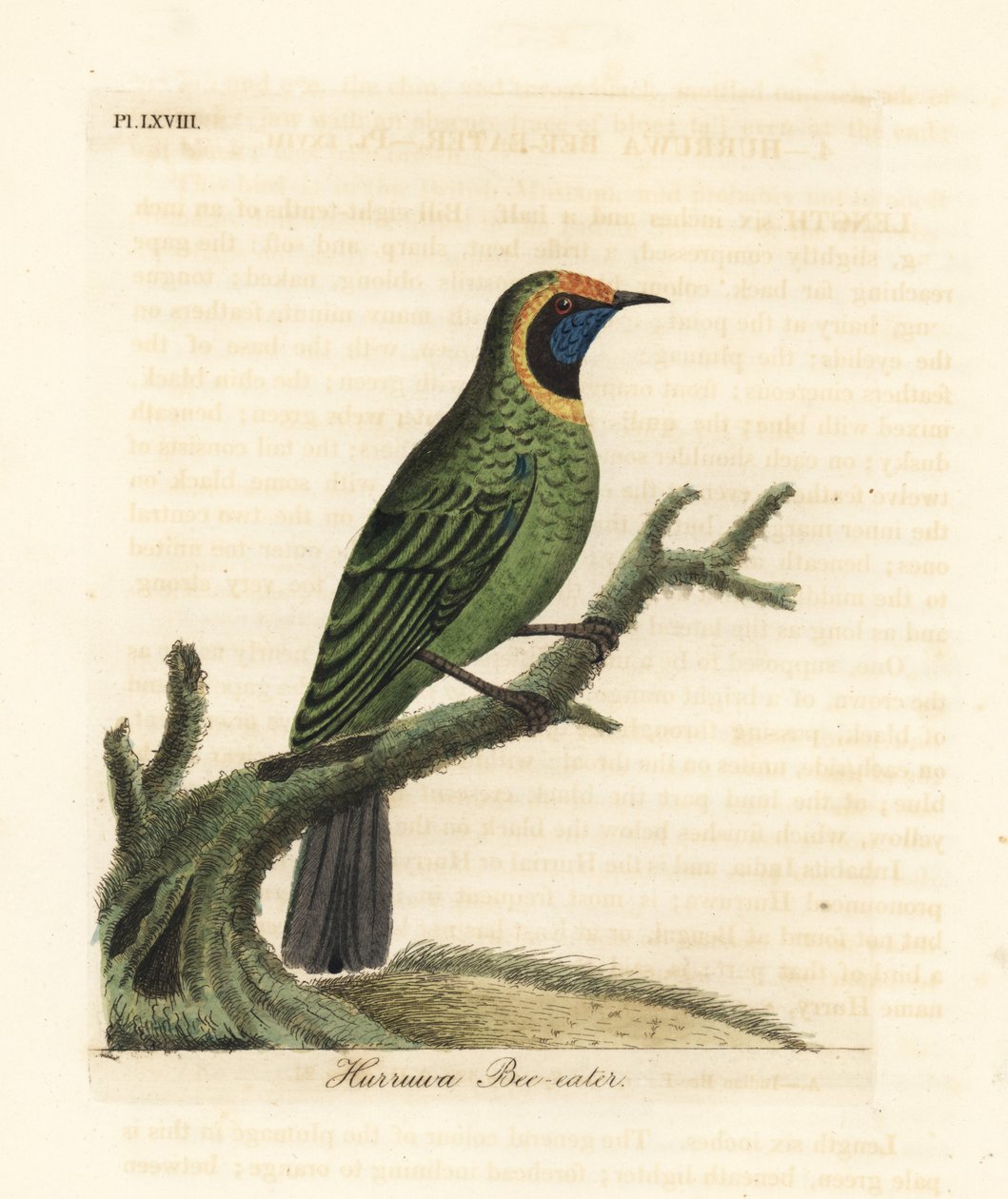 Golden-fronted Leafbird, Chloropsis Aurifrons (Hurruwa Bee-eater, India) by John Latham