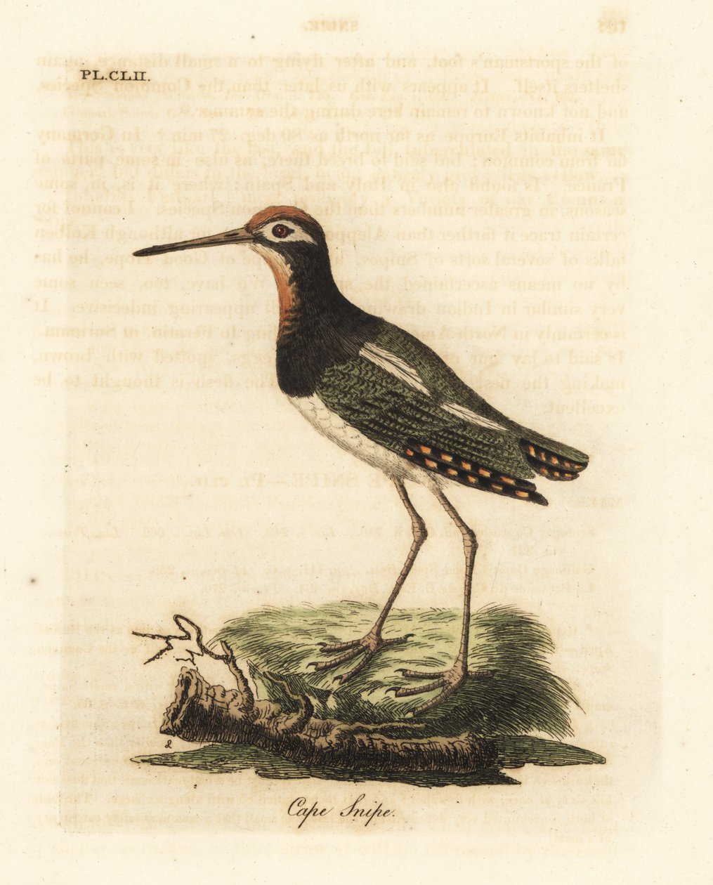 Greater paint-snipe, Rostratula benghalensis (Cape snipe, Scolopax capensis). Handcoloured copperplate drawn and engraved by John Latham from his own A General History of Birds, Winchester by John Latham