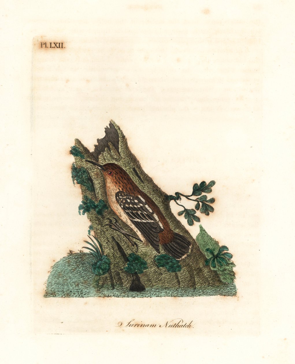 Guianan Street-antwren. Handcoloured Copperplate by John Latham from A General History of Birds, Winchester by John Latham