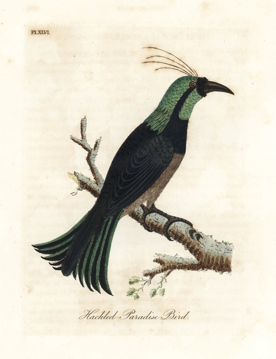 Hackled Paradise Bird. Handcoloured Copperplate by John Latham from A General History of Birds, Winchester by John Latham