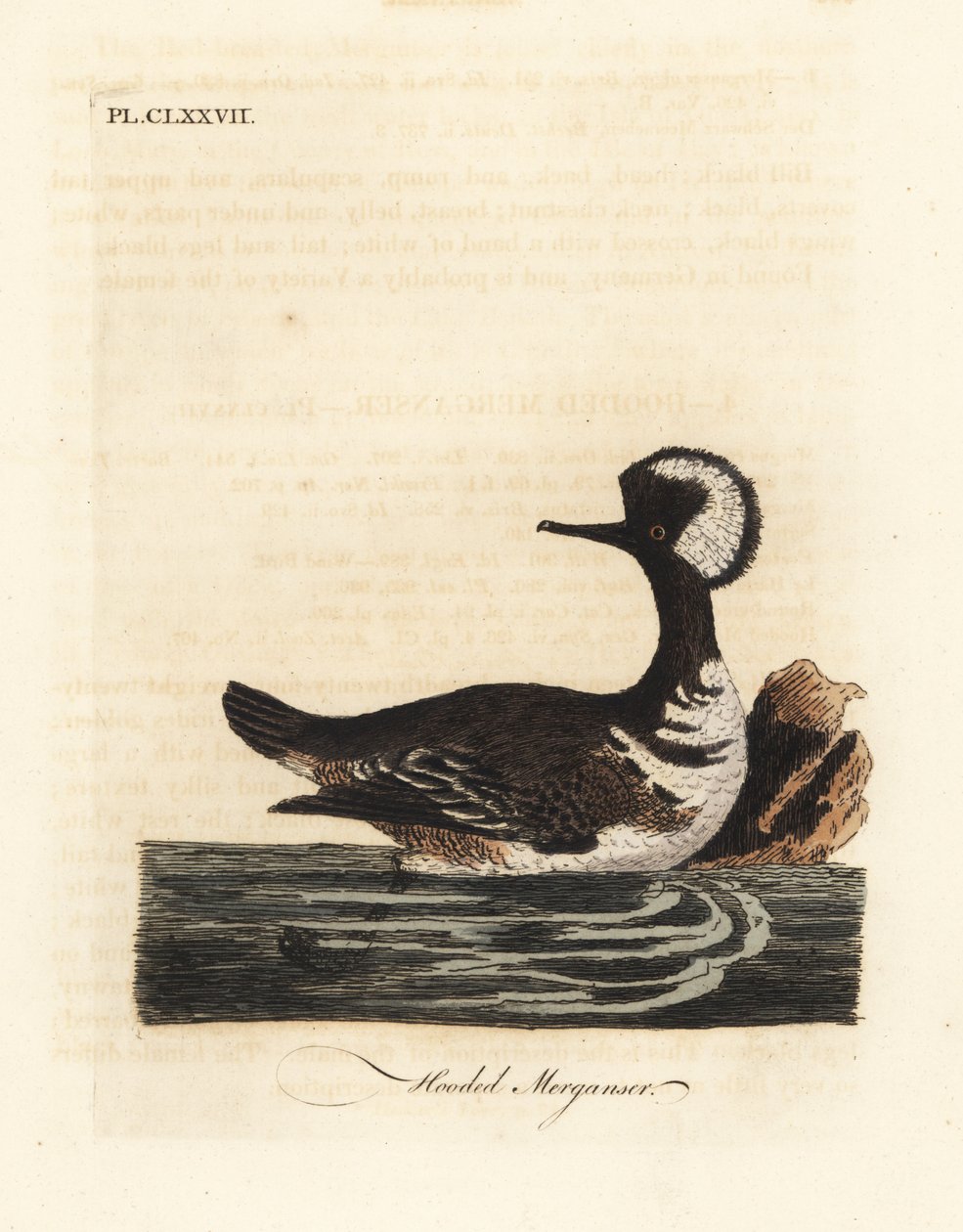 Hooded merganser, Lophodytes cucullatus (Mergus cucullatus). Handcoloured copperplate drawn and engraved by John Latham from his own A General History of Birds, Winchester by John Latham