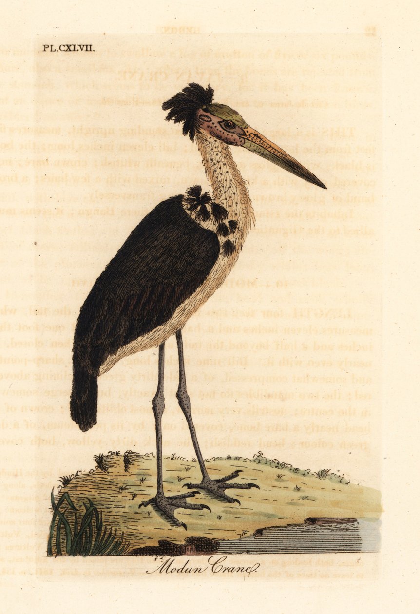 Lesser adjutant, Leptoptilos javanicus. Vulnerable. (Modun skull.) Handcoloured copperplate drawn and engraved by John Latham from his own A General History of Birds, Winchester by John Latham